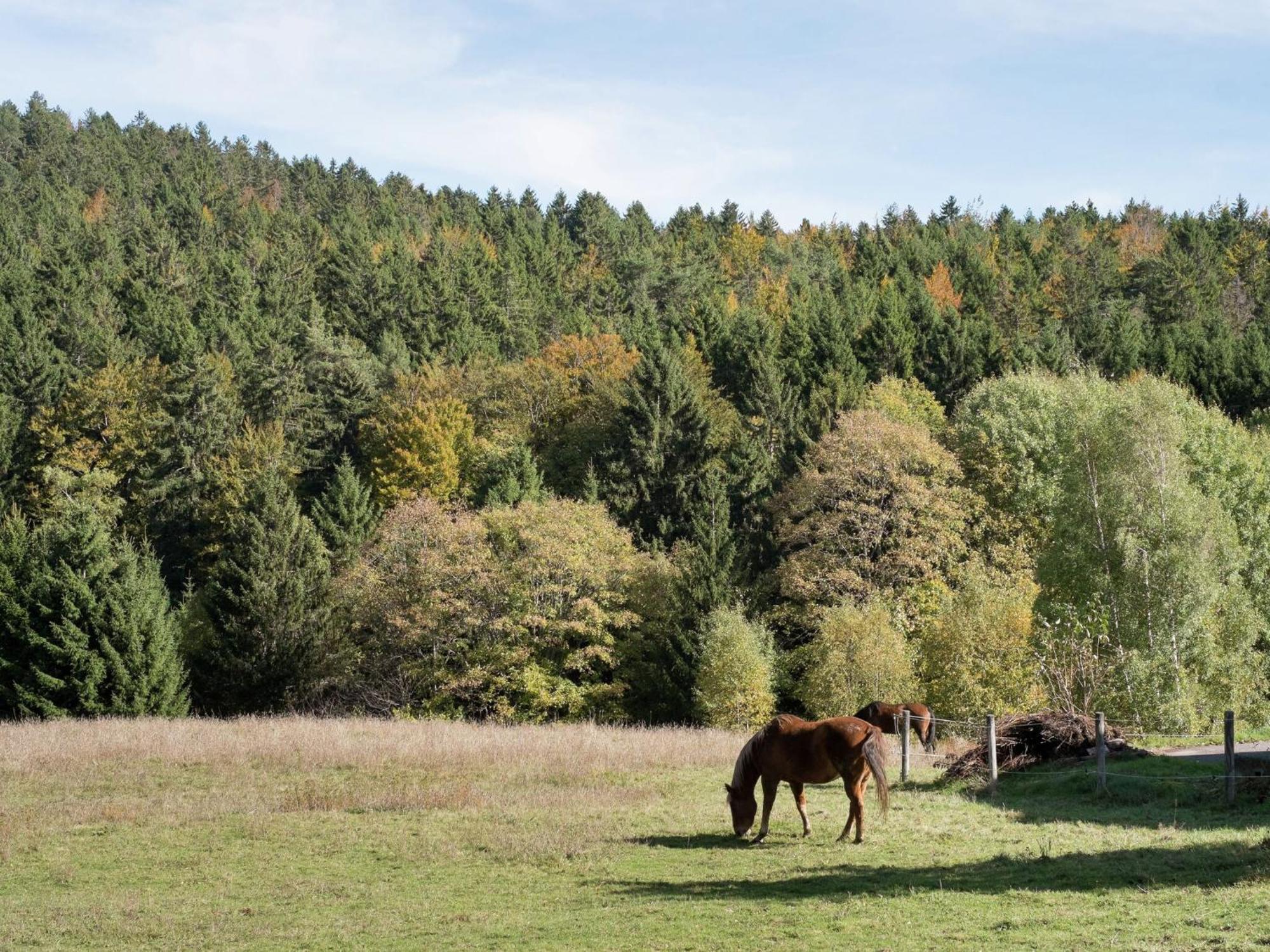 Cozy Holiday Apartment In The Black Forest Dachsberg im Schwarzwald ภายนอก รูปภาพ